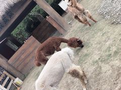 -都江堰玫瑰花溪谷