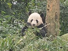 -中国大熊猫保护研究中心雅安碧峰峡基地