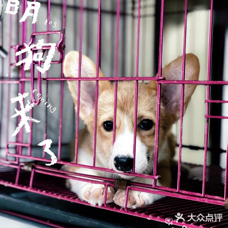 天津探店|唯爱宠物·猫狗专卖（河西店）