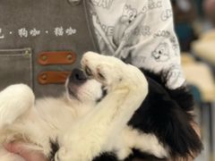 -安格丽娜·狗咖·猫咖羊驼咖(春熙路百盛商场店)
