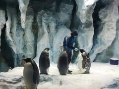 -帝企鹅自助餐厅•儿童岛•真企鹅(长隆企鹅酒店)