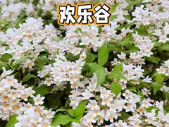 -北京欢乐谷