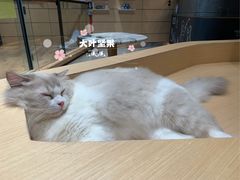 -瞄一喵猫咖(格力海岸店)