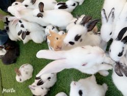 -萌宠亲子动物乐园(槐房万达店)