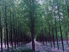 -苏家坨柳林村二月兰花海