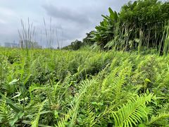 -华侨城湿地公园