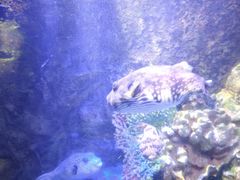 -太平洋海底世界