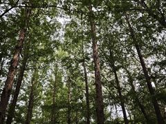 -白水寺森林公园