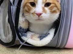 -伟伟宠物医院·CT影像中心·瑞派犬猫综合性门诊(汉口总院)