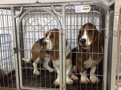 -佳雯宠物医院(四明中路分院)