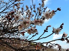 -苏州上方山国家森林公园