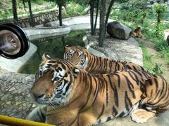 -栾川竹海野生动物园