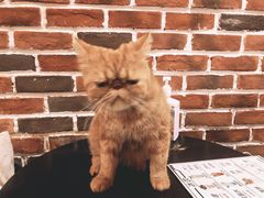 -猫友咖啡店(玉林西路店)