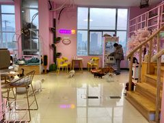 -70cat德文卷毛猫·缅因猫纯种猫舍