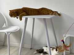 -喵的天空名猫咖啡馆·撸猫·猫舍·用品