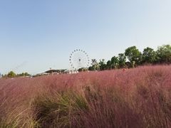 -金卉庄园