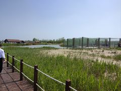 -盐城丹顶鹤湿地生态旅游区