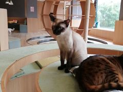-CAT’S MEWSTAR CAFE·喵星球猫屋(晴湾咖啡店)