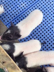 -萌宠亲子动物乐园(槐房万达店)