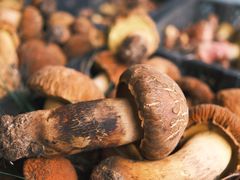 -双喜农庄·菌香园(安居家园店)