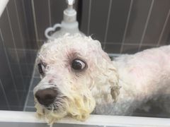 -小呆的宠物店·宠物售卖·宠物寄养(城西店)