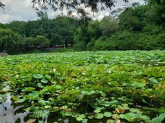 -云溪植物园