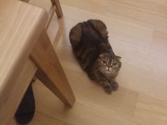 -PETKIT 小佩宠物·低压洗护·美容·寄养(安远店)