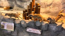 -Zoolung Zoolung动物主题公园(海信广场店)