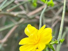 -两河城市森林公园