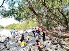 -宝安西湾红树林湿地公园