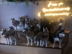 -Husky Go! 哈士奇体验馆·宠物咖啡厅狗咖