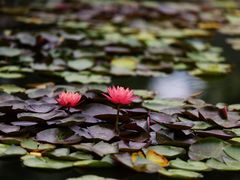 -国家植物园