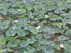 -南宁良凤江国家森林公园