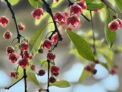 -东山雕花楼
