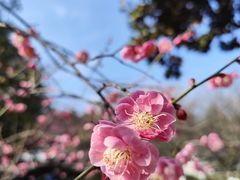 -杭州植物园