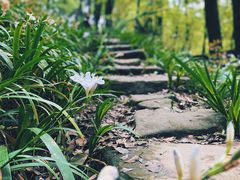 -南山植物园