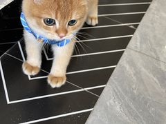 -御宝贝·A梦猫科宠物医院(国际猫友好医院)