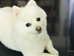 -世纪同乐绿地世纪城二期