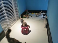 -猫色咖啡·猫咖