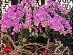 -龙悦湾酒家·八阵鱼生·渔人码头店