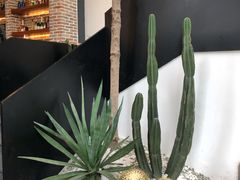 -桉树林A coffee 森林餐厅(三圣乡店)