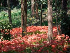 -杭州植物园