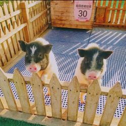 -萌宠亲子动物乐园(槐房万达店)