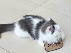 -怪兽屋·羊驼·猫咖·狗咖(俊华广场店)