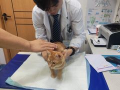 -博特宠物医院24h犬猫全科.骨科·异宠