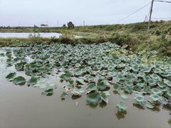 -军山湖云水间水上餐厅(进贤店)