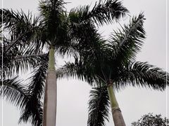 -广州市白云山风景名胜区