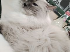 -安格丽娜·狗咖·猫咖羊驼咖(春熙路百盛商场店)