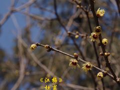 -国家植物园