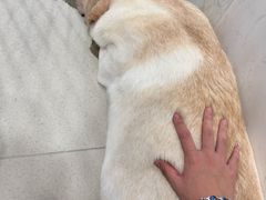 -共舞时光猫咖·狗咖(新街口店)